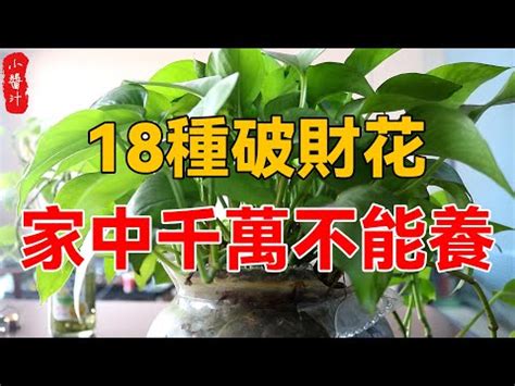 門口種花風水|【門口種花風水】門口種花風水大公開！避開禁忌旺財招財！